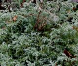 Chamaecyparis pisifera. Верхушка кроны. Германия, г. Кемпен, в культуре. 09.11.2012.