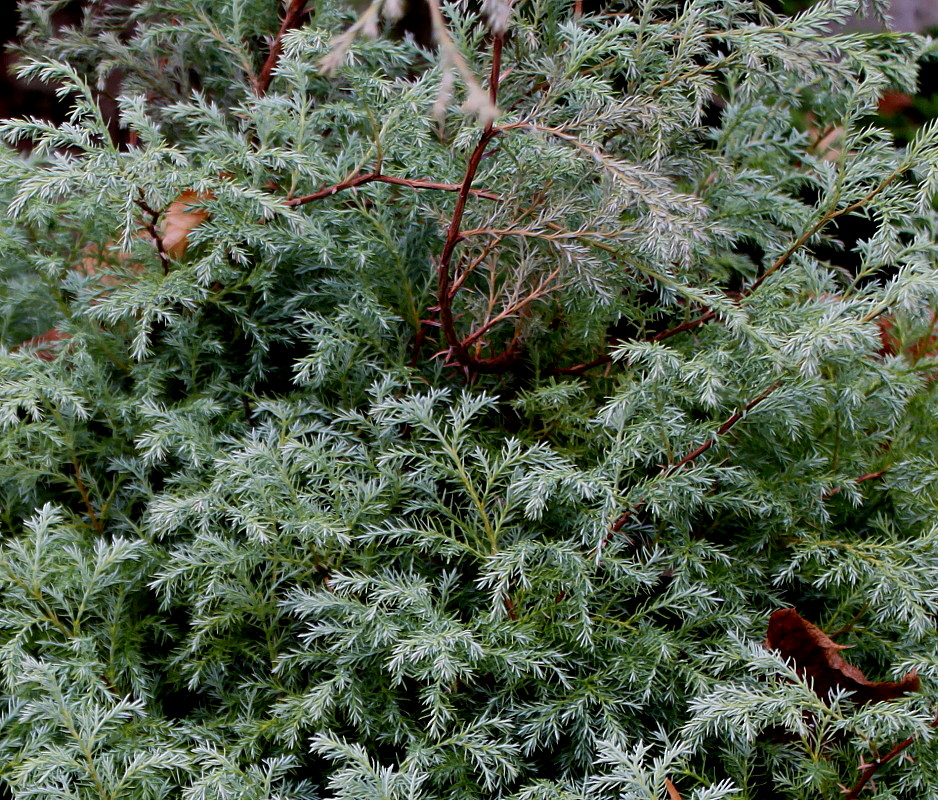 Image of Chamaecyparis pisifera specimen.