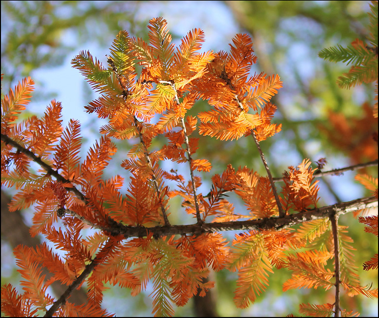 Изображение особи Taxodium distichum.