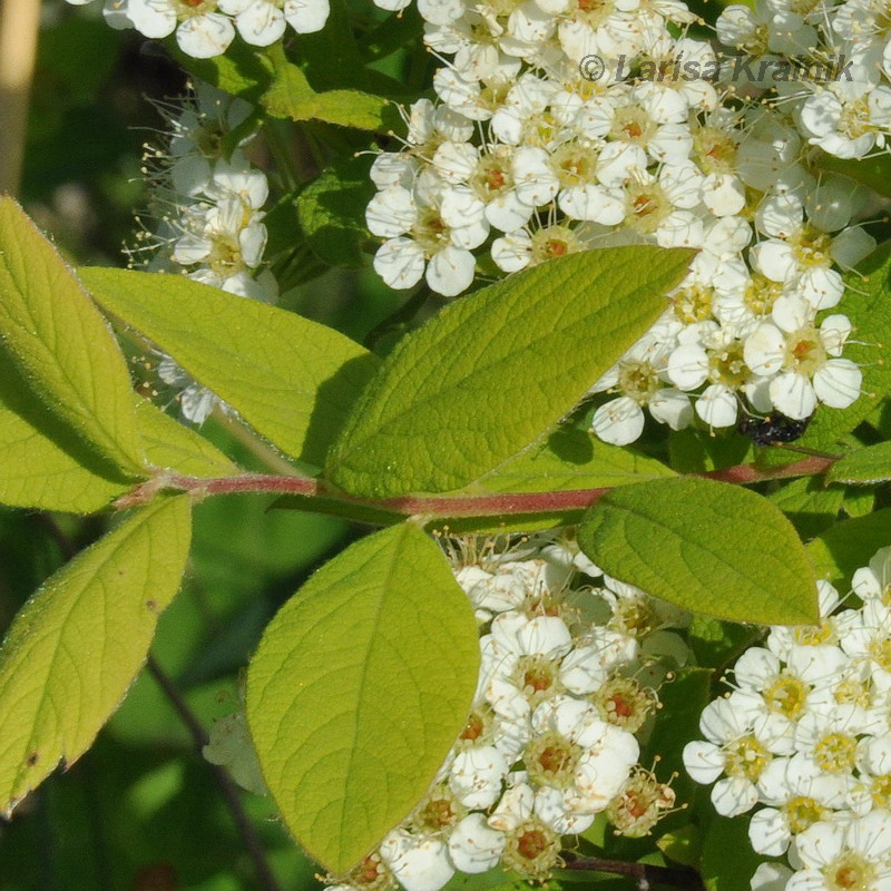 Image of Spiraea media specimen.