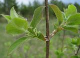 Lonicera xylosteum