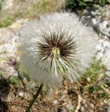 Image of taxon representative. Author is Владимир Папченков