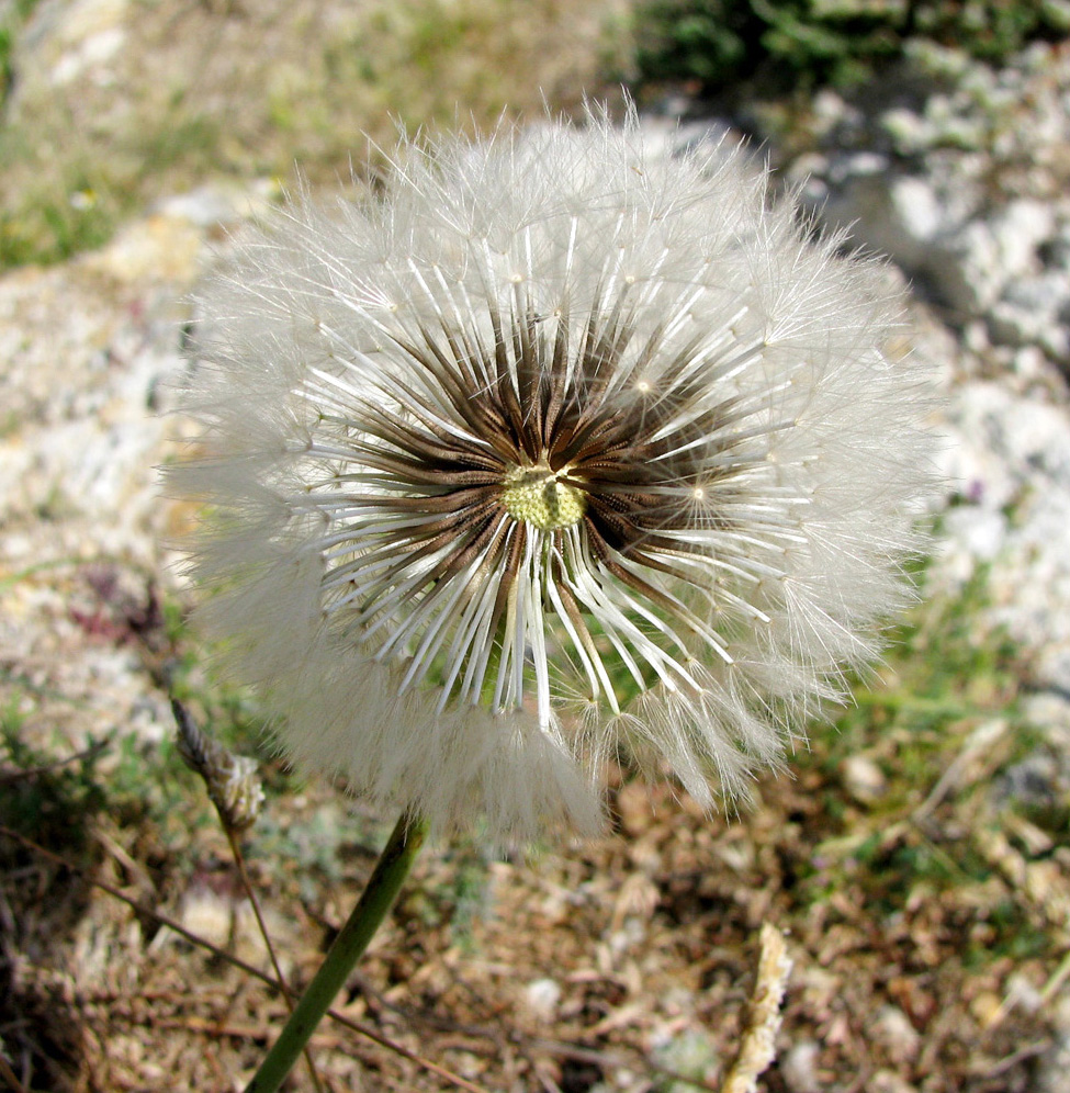 Image of Urospermum dalechampii specimen.