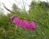 Gladiolus imbricatus