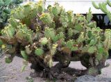 Opuntia phaeacantha