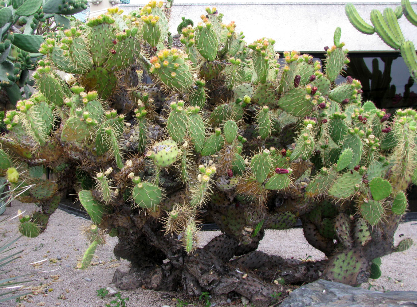 Изображение особи Opuntia phaeacantha.