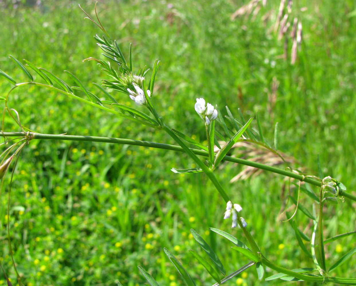 Image of Vicia hirsuta specimen.