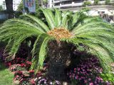 Cycas revoluta