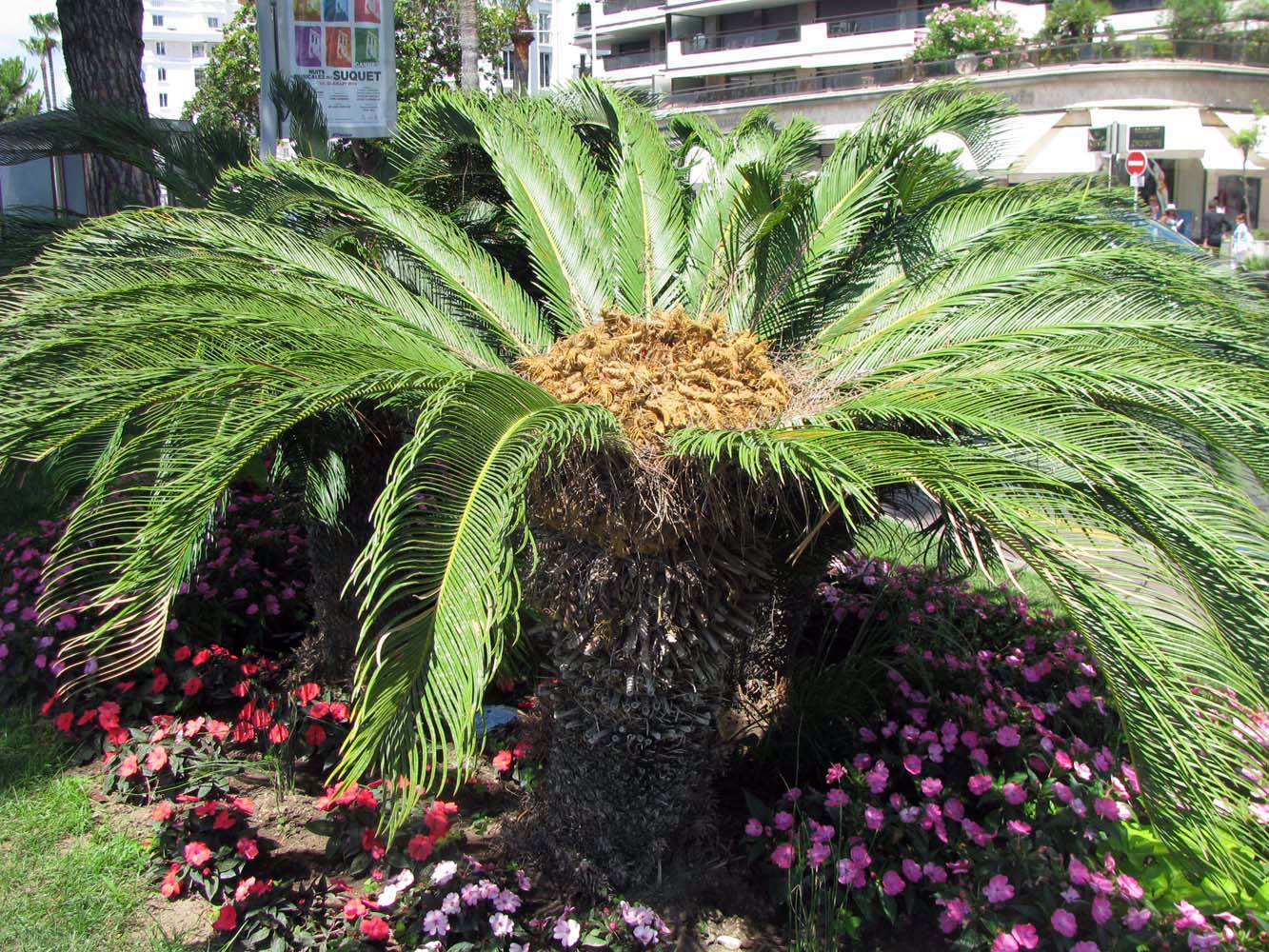 Изображение особи Cycas revoluta.