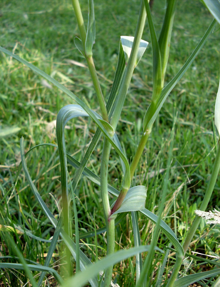 Image of Tragopogon dubius specimen.