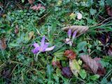 Colchicum autumnale