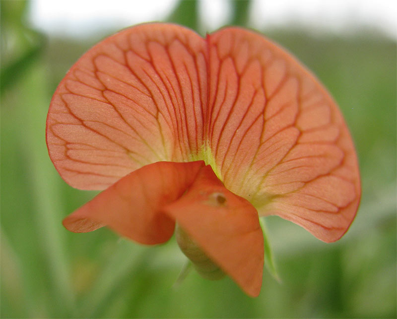 Изображение особи Lathyrus blepharicarpus.