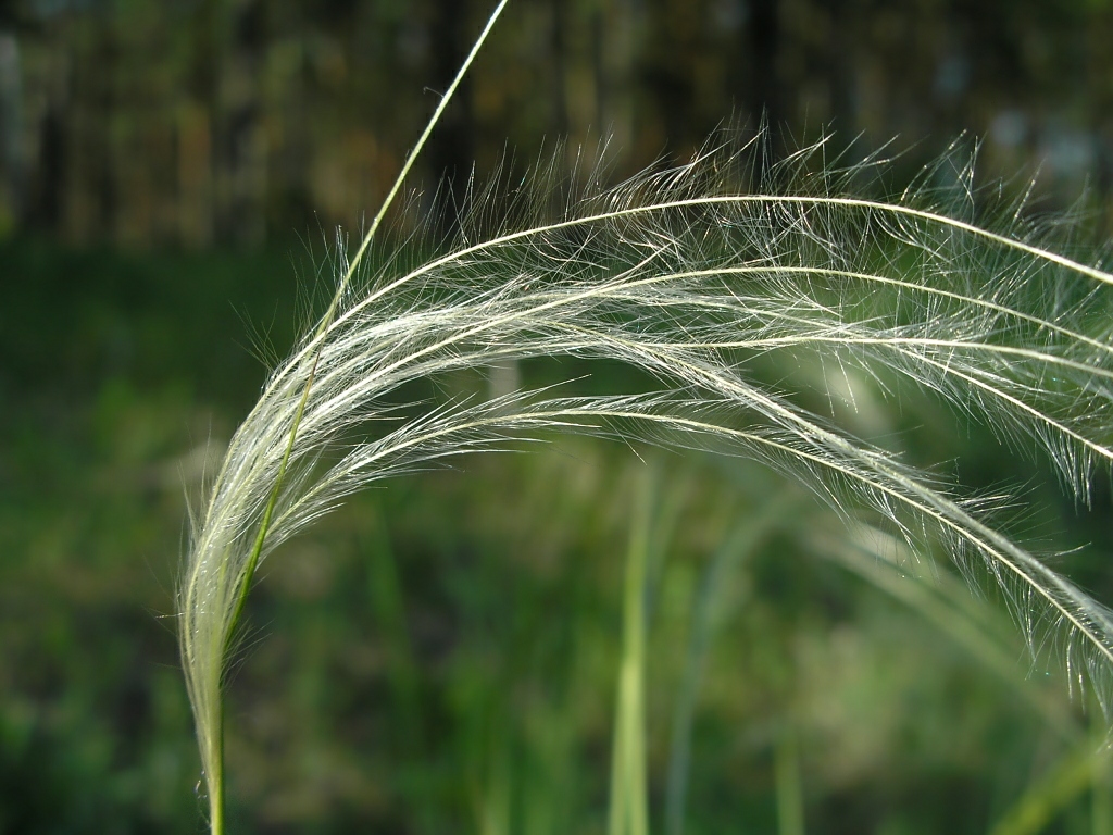 Изображение особи Stipa pennata.