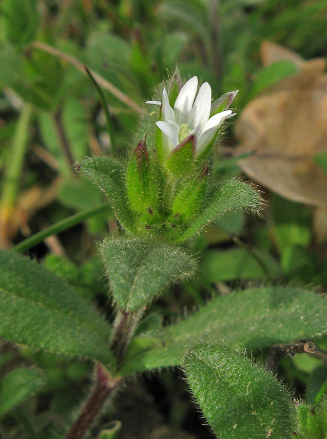 Изображение особи Cerastium holosteoides.