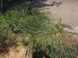 Pinus armandii. Верхушка ветки с молодыми побегами. Украина, г. Запорожье, Запорожский детский ботанический сад. 27.04.2013.