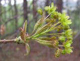 Acer platanoides