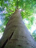 Fagus sylvatica