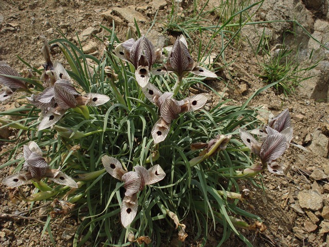 Image of Iris helena specimen.