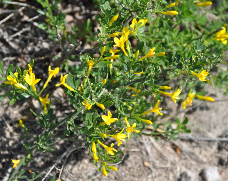 Image of Jasminum fruticans specimen.