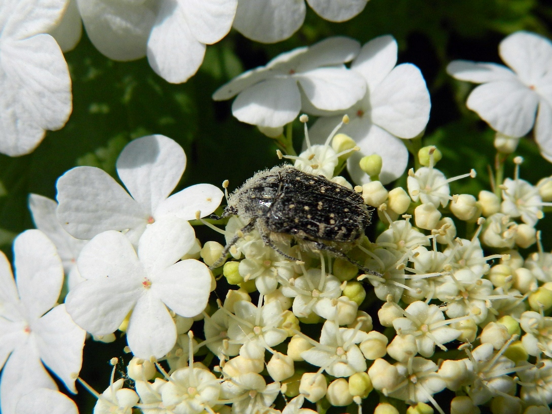 Изображение особи Viburnum opulus.