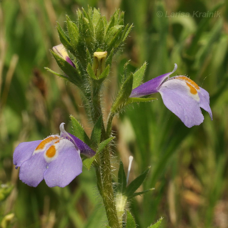 Image of Mazus stachydifolius specimen.