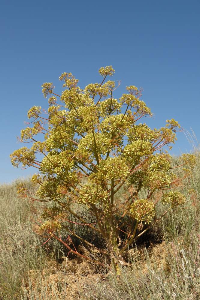 Изображение особи Ferula teterrima.