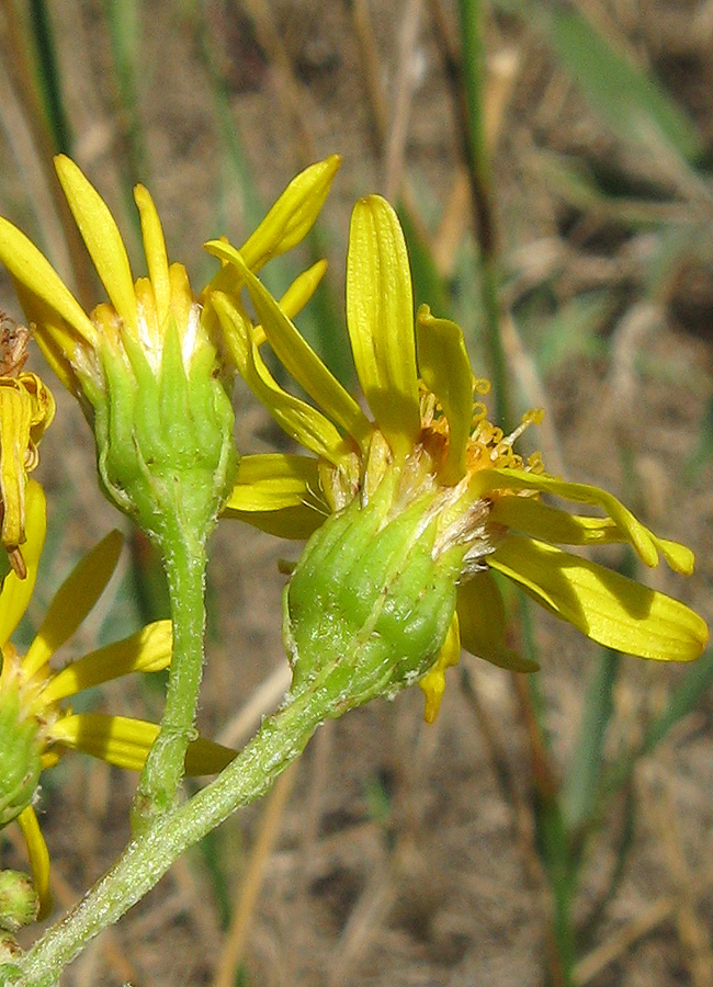 Изображение особи Senecio jacobaea.