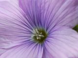 Linum hypericifolium