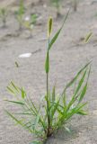 Setaria pumila