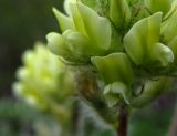 Oxytropis pilosa. Отдельные цветки в соцветии. Курская обл., юг Кореневского р-на, ур. Карякин яр, плакор. 02.08.2013.