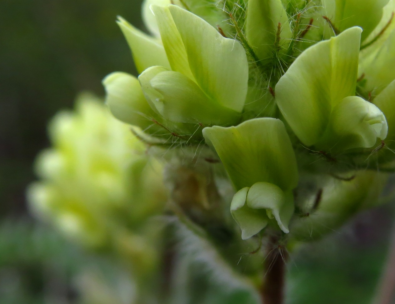 Изображение особи Oxytropis pilosa.