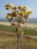 Helichrysum arenarium