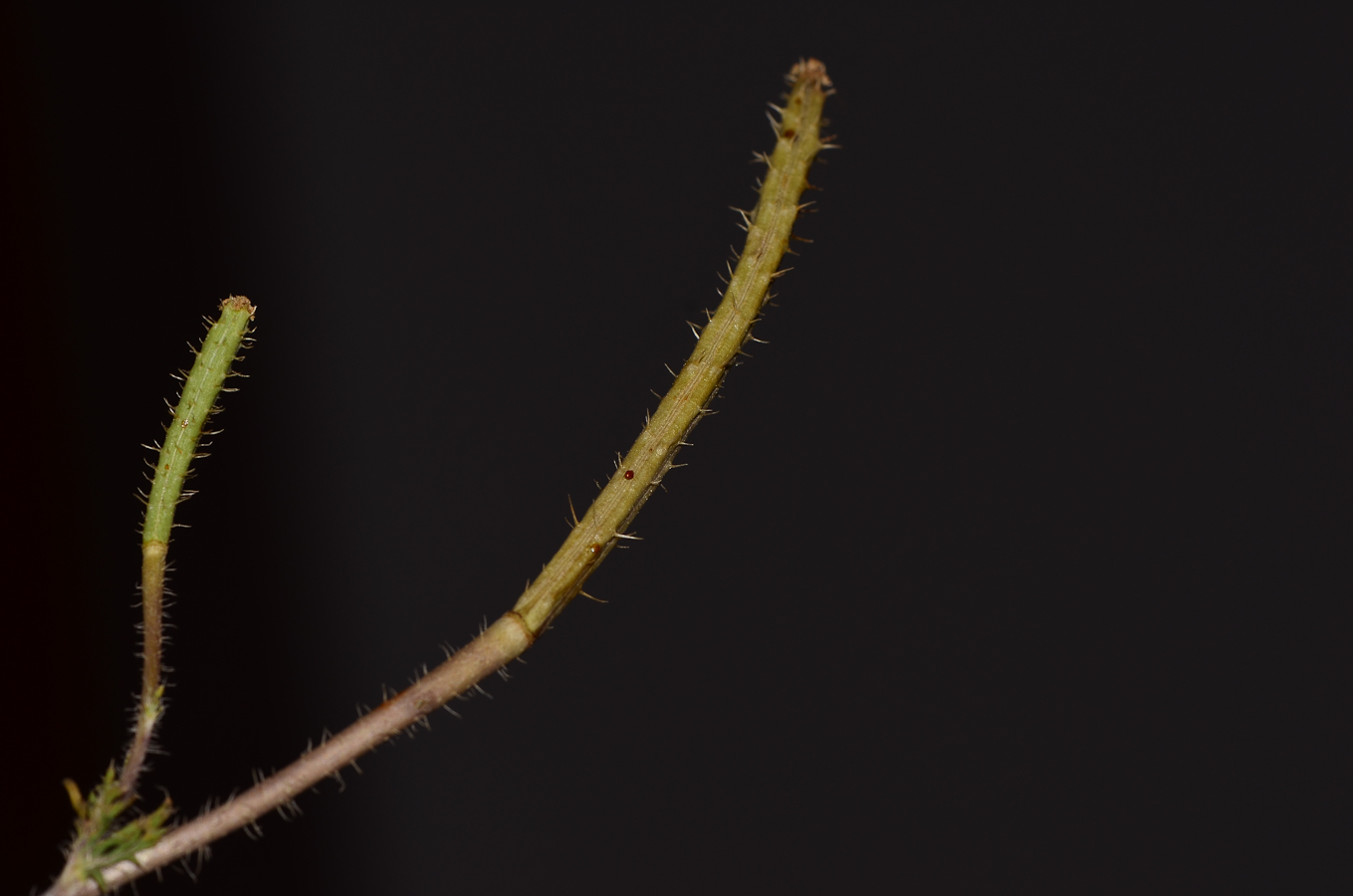 Изображение особи Roemeria hybrida.