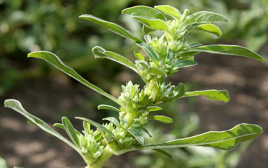 Image of Amaranthus blitoides specimen.