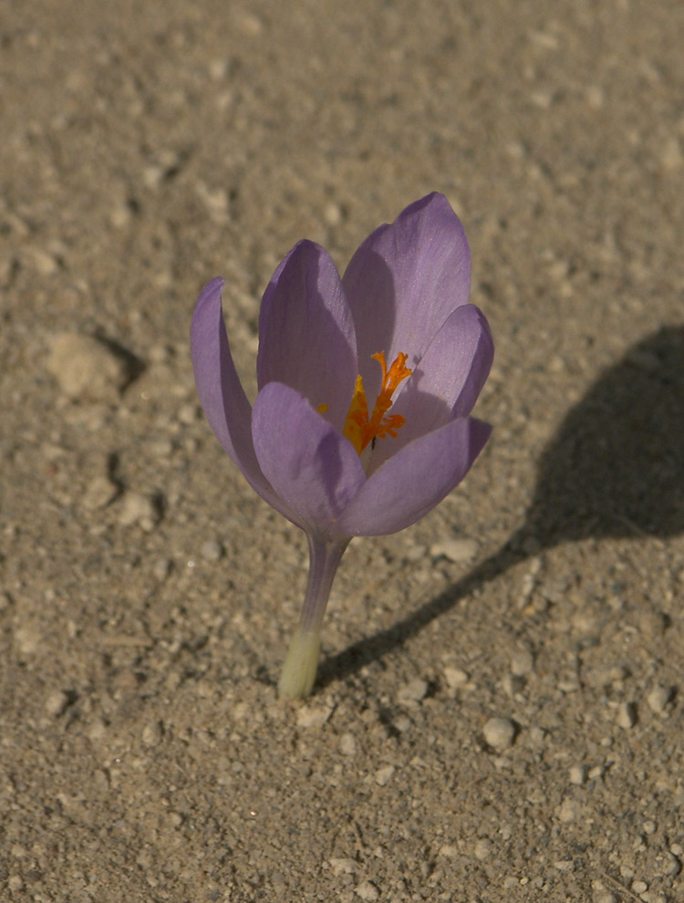 Изображение особи Crocus serotinus ssp. salzmannii.