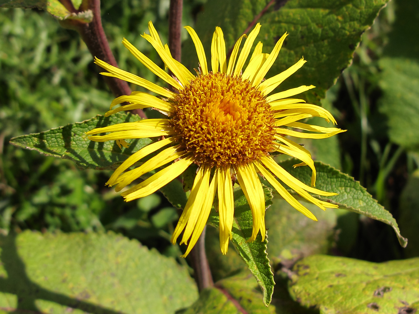 Изображение особи Inula helenium.