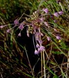 Allium daninianum