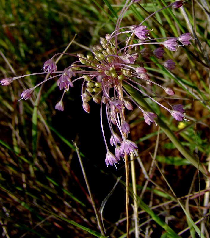 Изображение особи Allium daninianum.