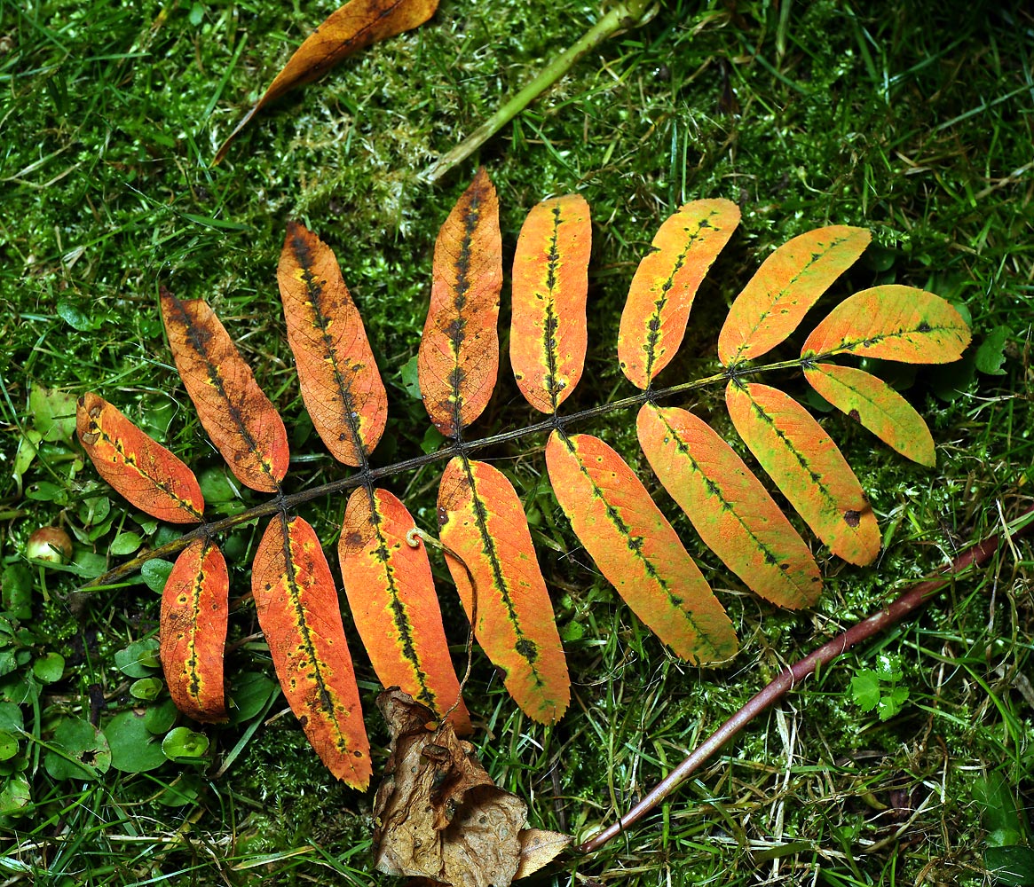 Изображение особи Sorbus aucuparia.