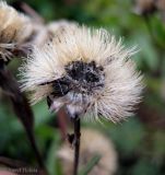 Aster bessarabicus