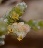 Salsola cyclophylla. Верхушка соцветий с бутонами и цветками. Израиль, центральная Арава, предгорье, мелкое широкое русло. 29.10.2013.