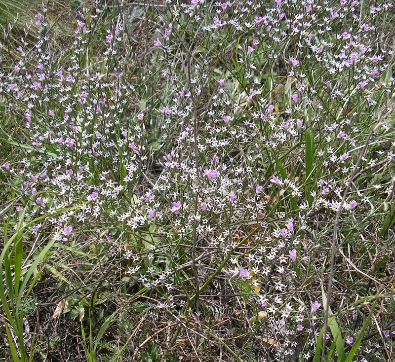 Изображение особи Goniolimon graminifolium.