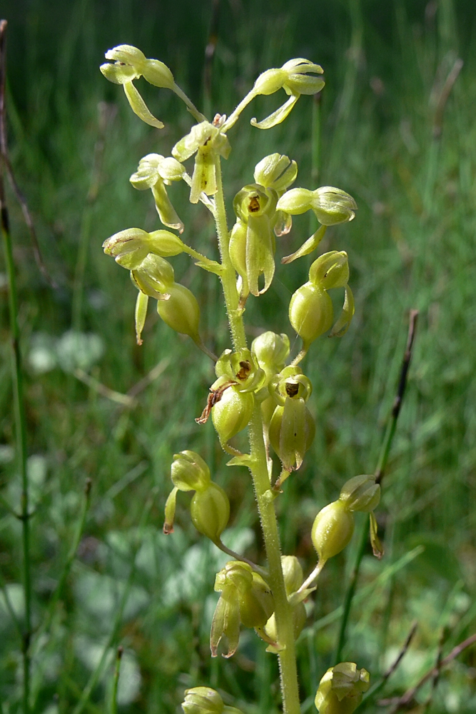 Image of Listera ovata specimen.