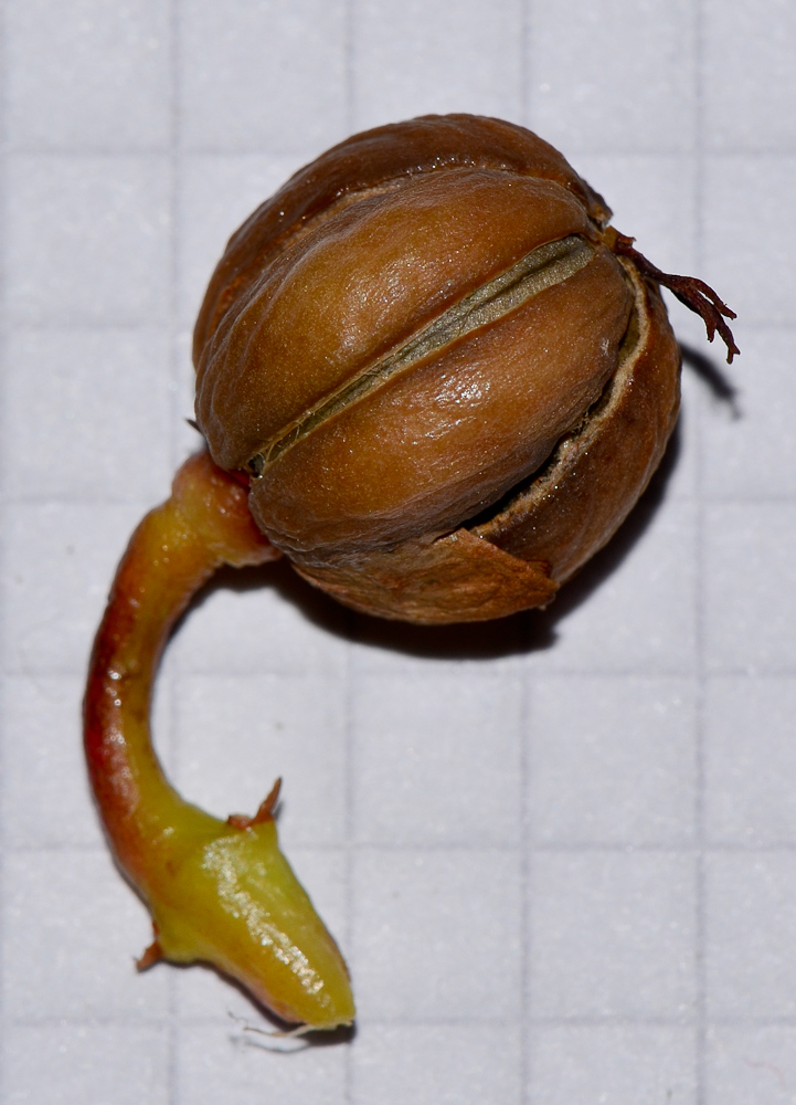 Image of Jatropha integerrima specimen.