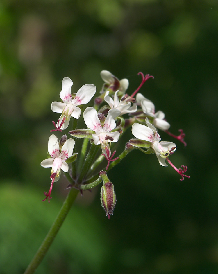 Изображение особи Pelargonium laxum.