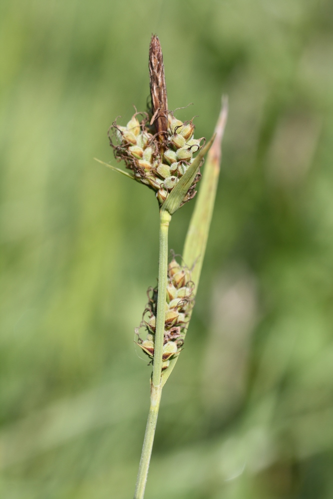 Изображение особи Carex tomentosa.