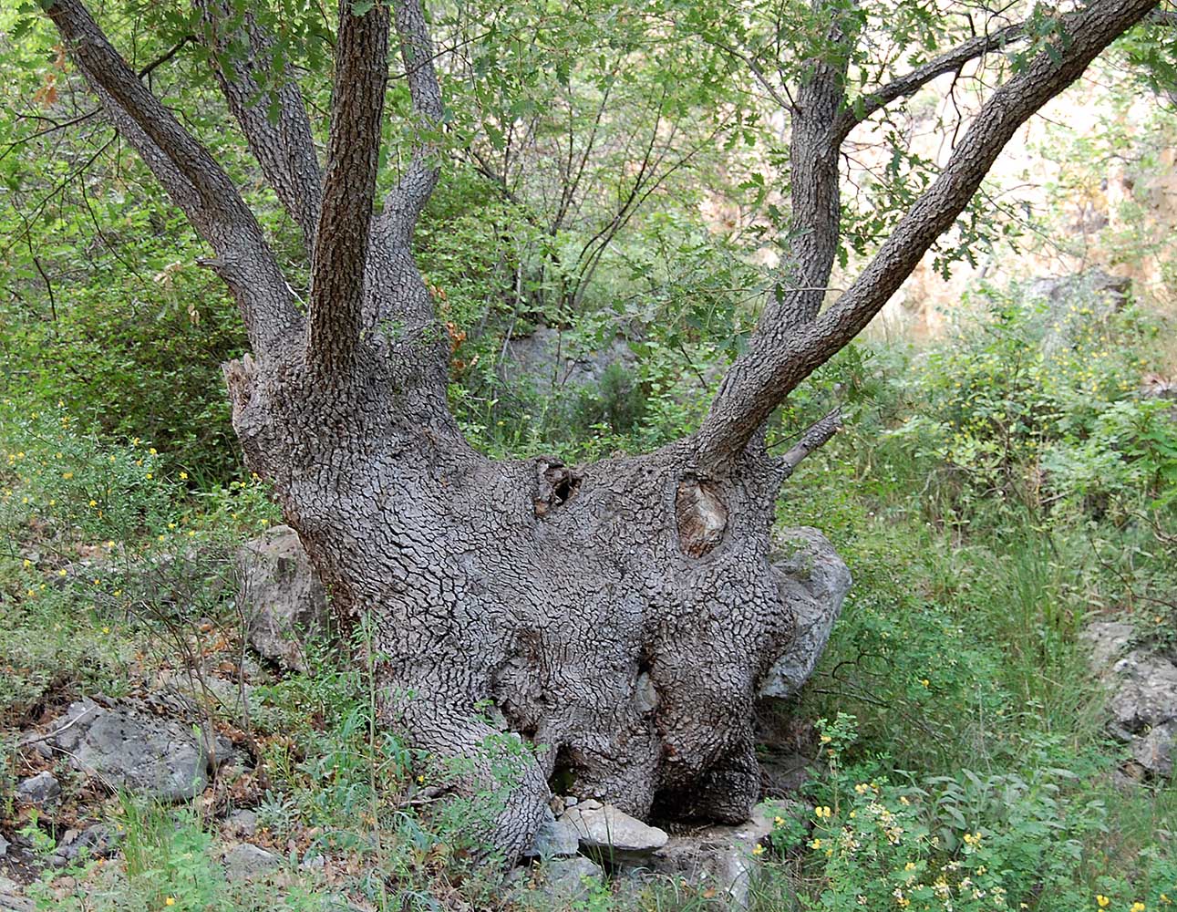 Изображение особи Quercus robur.