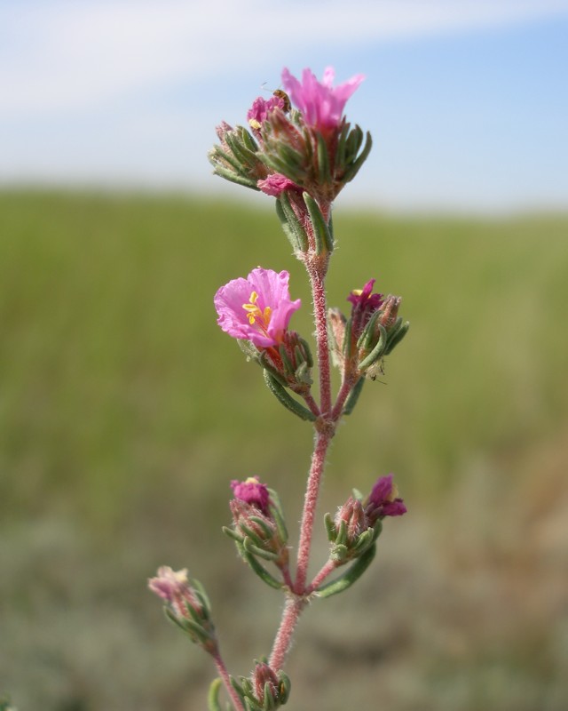 Image of Frankenia hirsuta specimen.