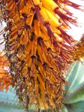 Aloe ferox. Часть соцветия. Израиль, г. Беэр-Шева, городское озеленение. 26.02.2014.