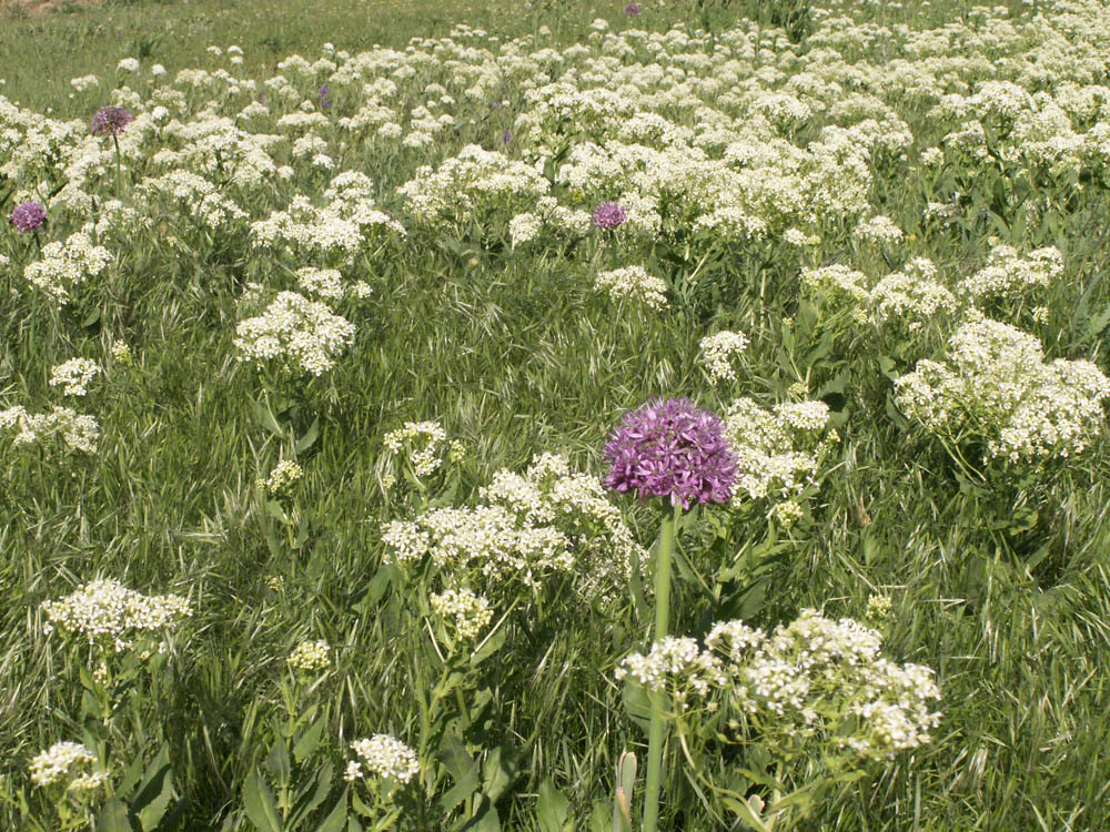 Image of Cardaria repens specimen.